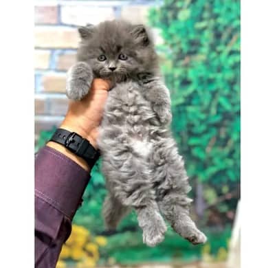 Persian triple coated punch face kitten available for sale