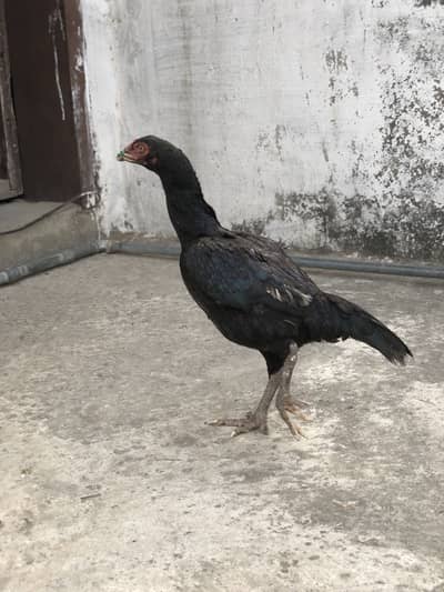 Aseel mushki female and imported piegon pair