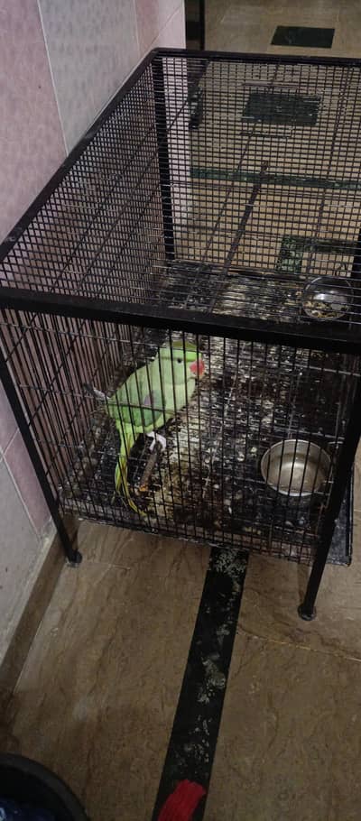 Semi Tame 100% pure Kashmiri Raw Female for sale.