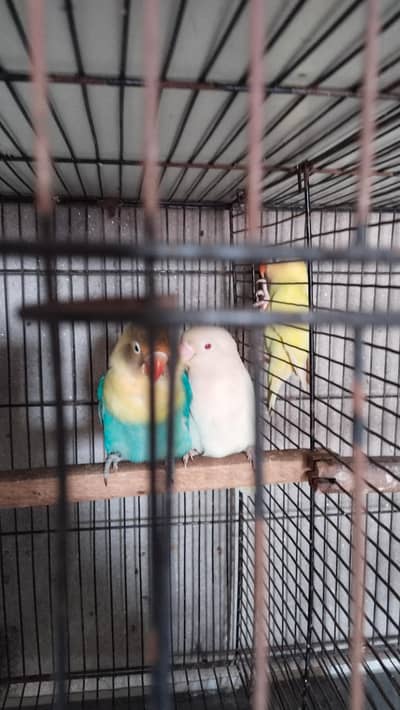 Albino red ayes bredr pair and other pair