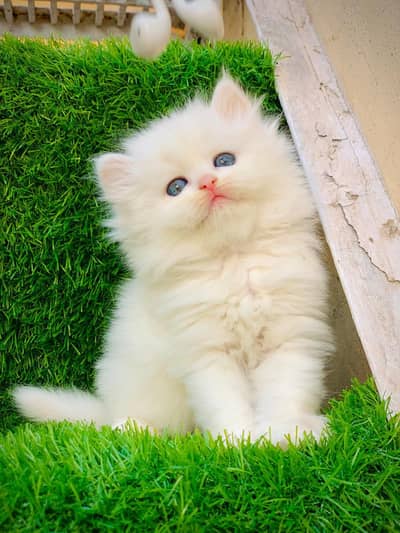 Persian kitten are looking for a new home cash on delivery available