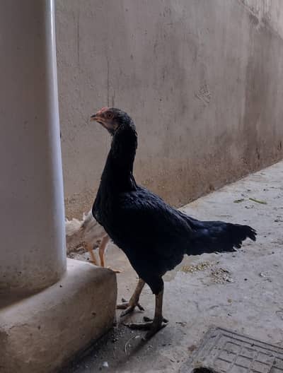 aseel black murghi for sale