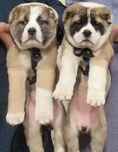 King Alabai dogs male female age 2 month for sale