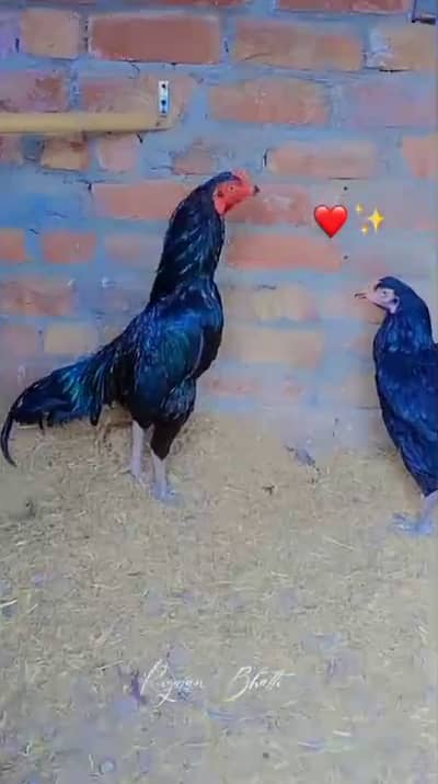 Muskha Mianwali Aseel Pair