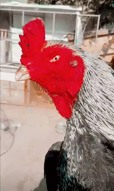 topla aseel mianwali blood line home breed