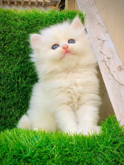 Persian kitten looking for a new home cash on delivery available
