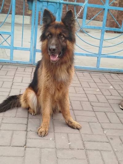German shepherd confirm stud king size