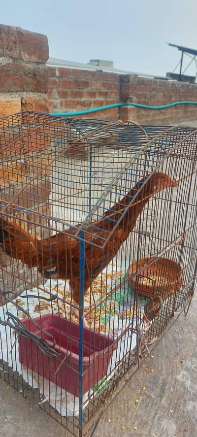 High quality aseel pathi for sale