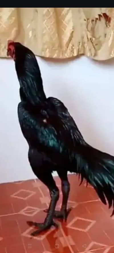 breed aseel heera my WhatsApp number03208016494