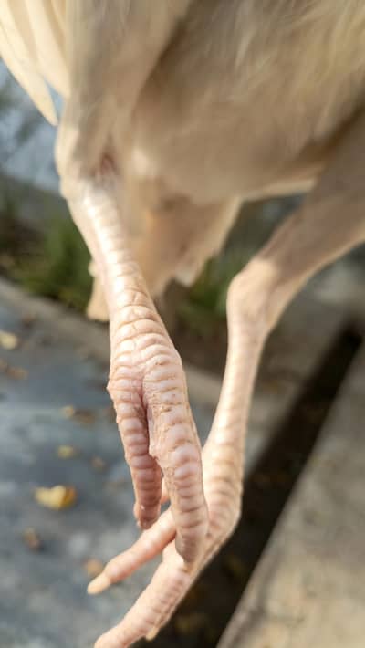 pathiya pathay for sale or madi b