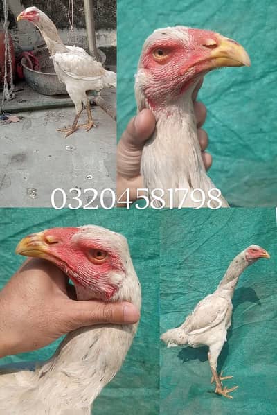 shamo cross imported female long height extra Long face 03204581798