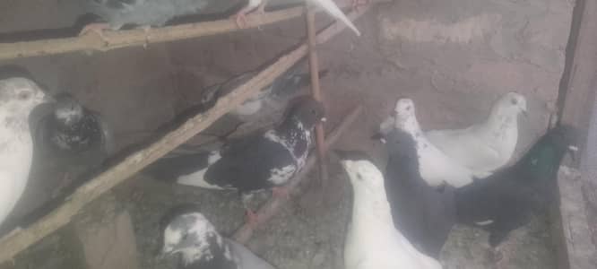 mix hen 500 ka he he.