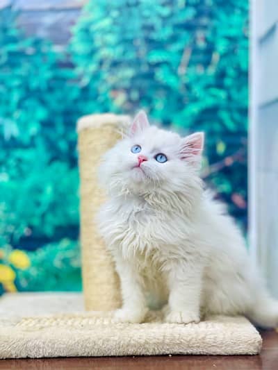 cash on delivery Persian Cats & Kittens Available — Healthy & Playful
