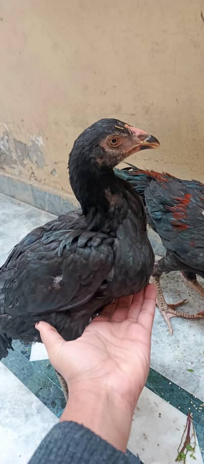 high quality Thai aseel pair