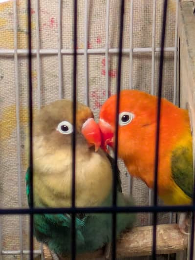 lovebirds pair for sale
