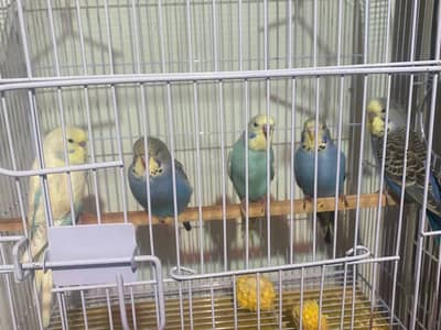 Exhibition jumbo size budgie uk bloodline and rainbow undersize budgie