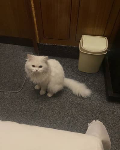Persian Cat - very cute (my whatsapp number 03334306288)