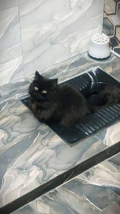 Triple coated Male and Female adult Cat