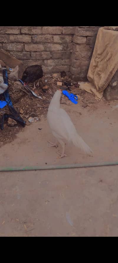 jo interesting ha wo raba krea WhatsApp 03115054445