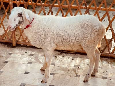 Beautiful Dumba pink nose Ghar ka pala hua