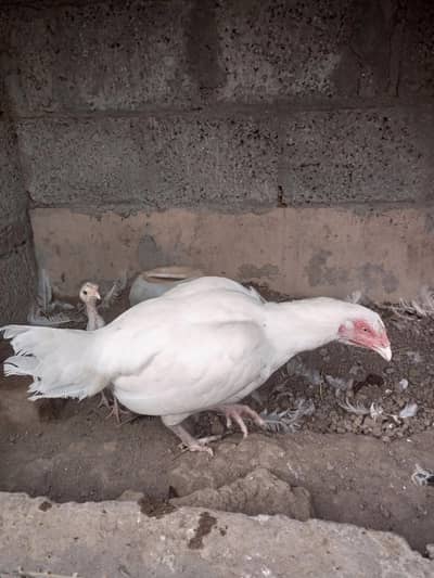 Paper White Heera Aseel Murghi