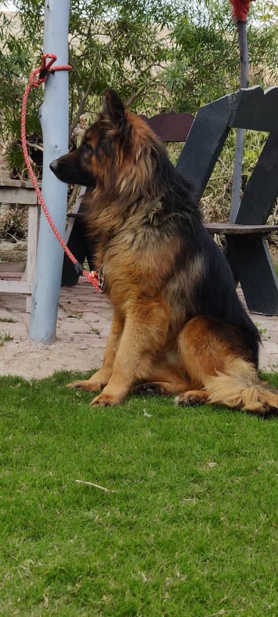 German Shepherd | gsd | Puppy | Shepherd Dog | Puppies | Long Coat