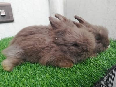 English angora bunnies(brown) bunnies