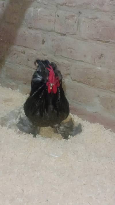 Black Bantum white bantum Aseel mushka