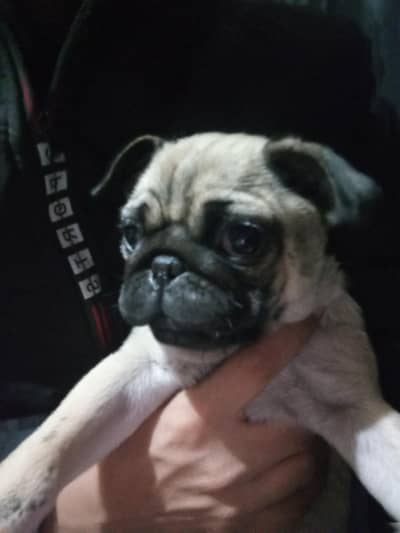 pug puppies