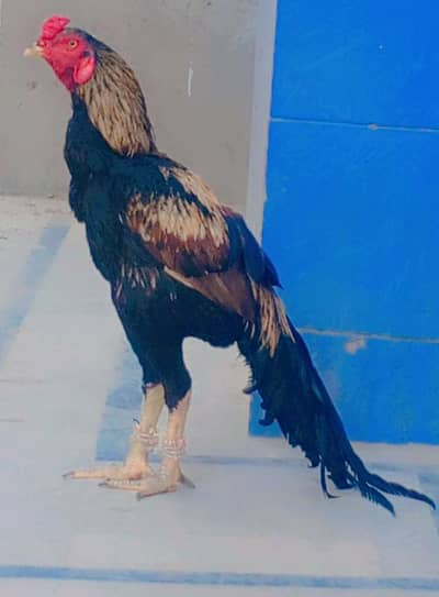 Aseel Nar اصیل نر