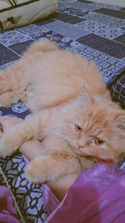 triple coated pershian