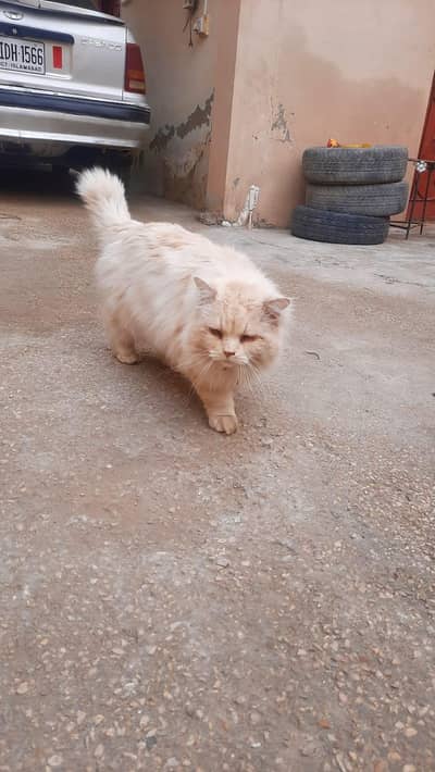 persian cat forsale