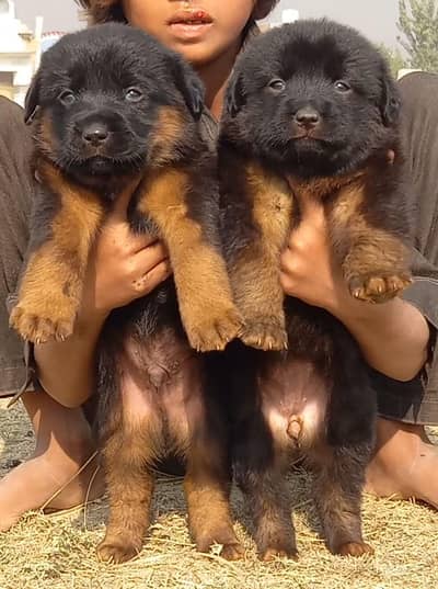 German Shepherd puppies for sale