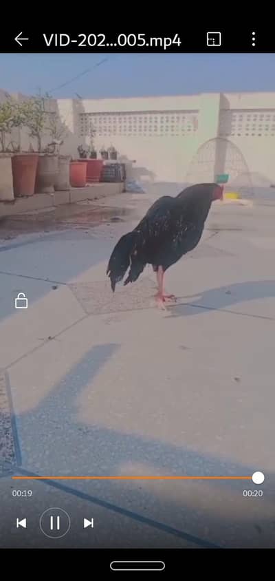 wattsapp number 03404092693