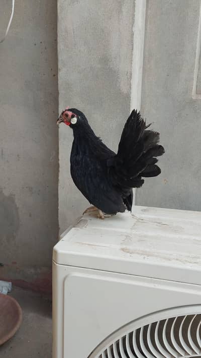 rose comb breeder female