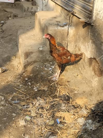 Pure pakistani peela aseel