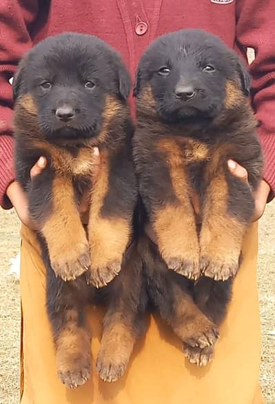 black German Shepherd puppies for sale