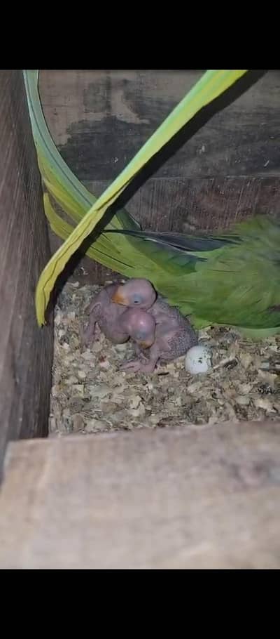 Kashmiri Raw part for sale i