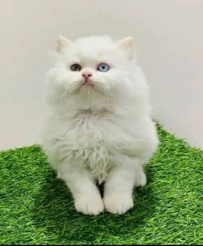 Persian cat available my WhatsApp 0342=2674=914