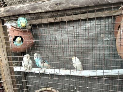 Parrot Birds Australian parrot 