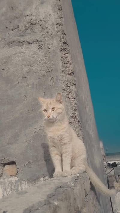 Male Cat hai bhot pyara hi hr bat man jata hi