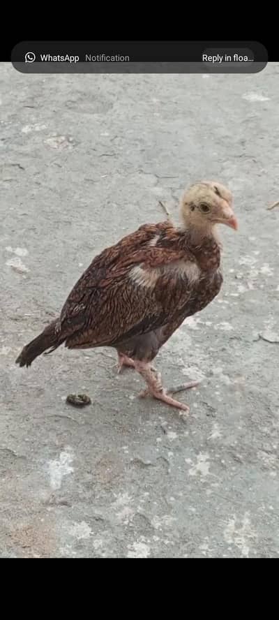 aseel mianwali pure small chick