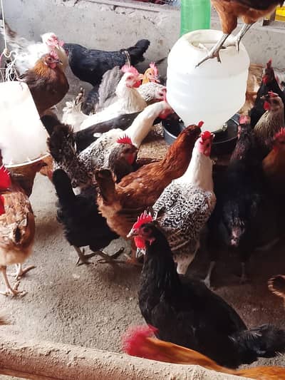 dasi murgiya for sale