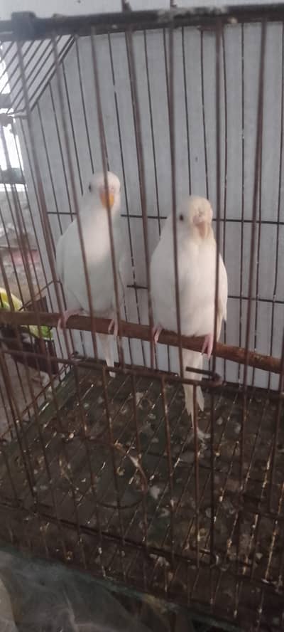 Red Eyes , Undersized Budgies available