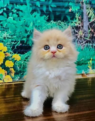 Persian Cat for sale my WhatsApp number 03457084434