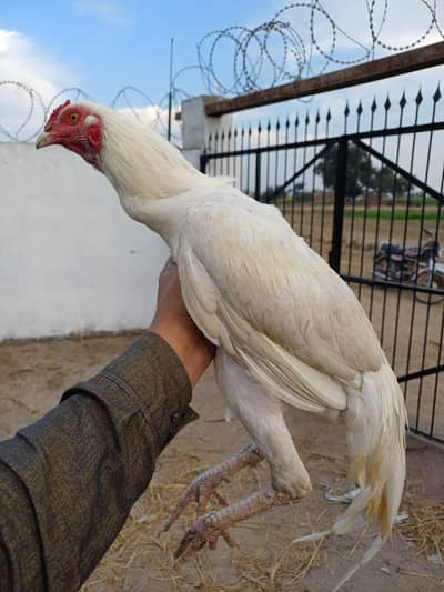 Pure aseel argent sale