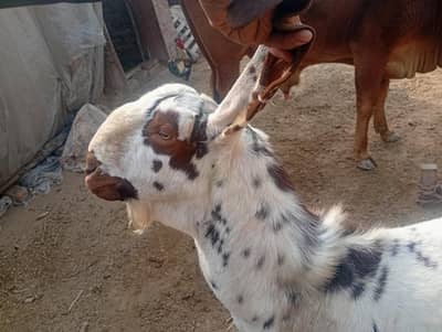 dasi bakra