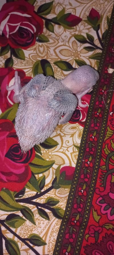 Green Alexandrine Raw