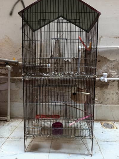 Parrot Iron Cage