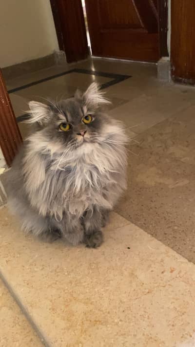 Persian pair extreme quality